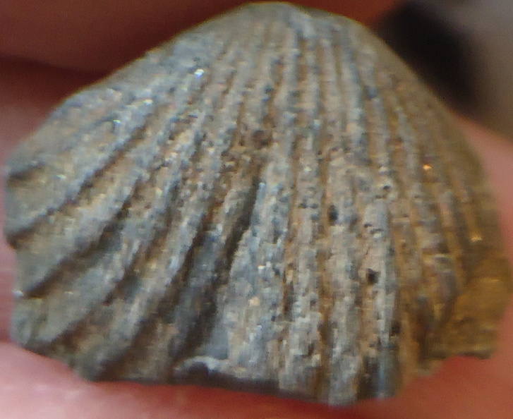 GCT1 Spiriferid Brachiopod