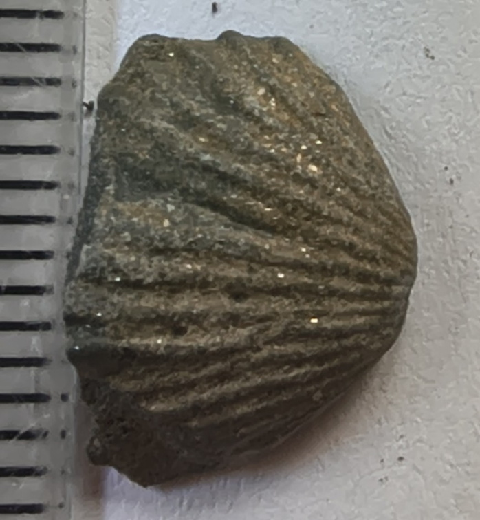 GCT1 Spiriferid Brachiopod