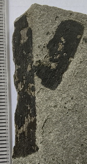SD1 Carbonized Plant Fragment 