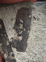 SD1 Carbonized Plant Fragment 