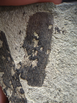 SD1 Carbonized Plant Fragment 