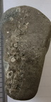 LE53 Packstone with Gastropod Cross Section and Brachiopod fragments