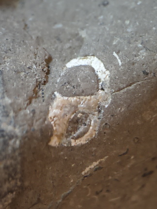 LE53 Packstone with Gastropod Cross Section and Brachiopod fragments