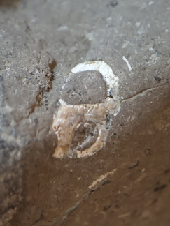 LE53 Packstone with Gastropod Cross Section and Brachiopod fragments