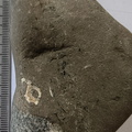 LE53 Packstone with Gastropod Cross Section and Brachiopod fragments