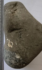 LE53 Packstone with Gastropod Cross Section and Brachiopod fragments