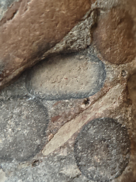 RR9 Ribbed Bivalve shell and conglomerate 