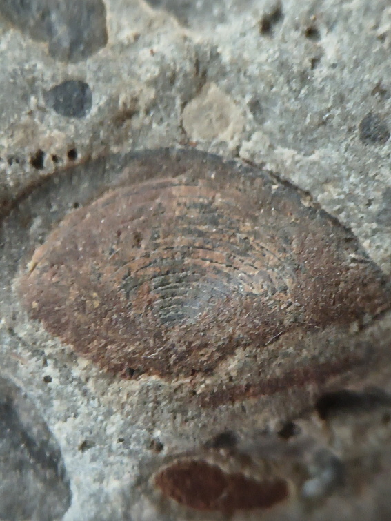 RR9 Ribbed Bivalve shell and conglomerate 