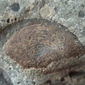 RR9 Ribbed Bivalve shell and conglomerate 