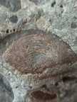 RR9 Ribbed Bivalve shell and conglomerate 