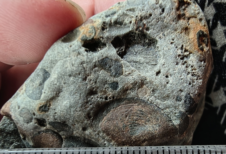 RR9 Ribbed Bivalve shell and conglomerate 