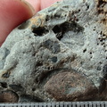 RR9 Ribbed Bivalve shell and conglomerate 