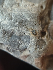 RR9 Ribbed Bivalve shell and conglomerate 