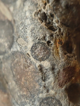 RR9 Ribbed Bivalve shell and conglomerate 