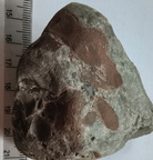 RR9 Ribbed Bivalve shell and conglomerate 