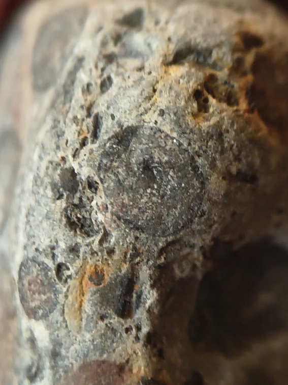 RR9 Ribbed Bivalve shell and conglomerate 