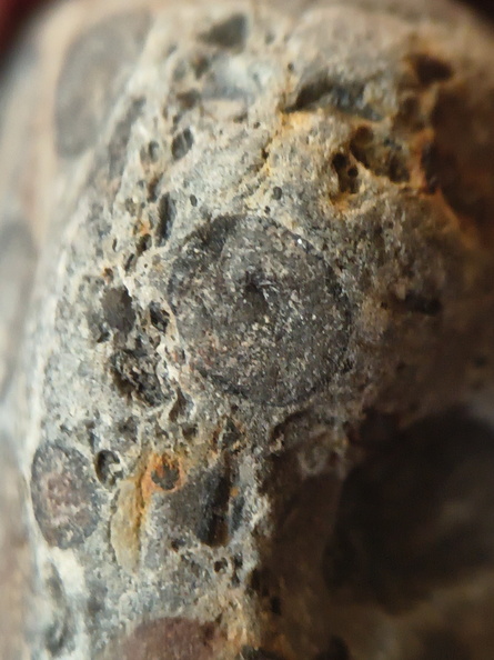 RR9 Ribbed Bivalve shell and conglomerate 