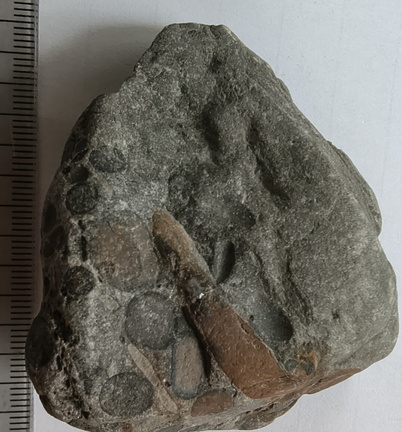 RR9 Ribbed Bivalve shell and conglomerate 