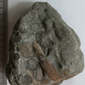 RR9 Ribbed Bivalve shell and conglomerate 