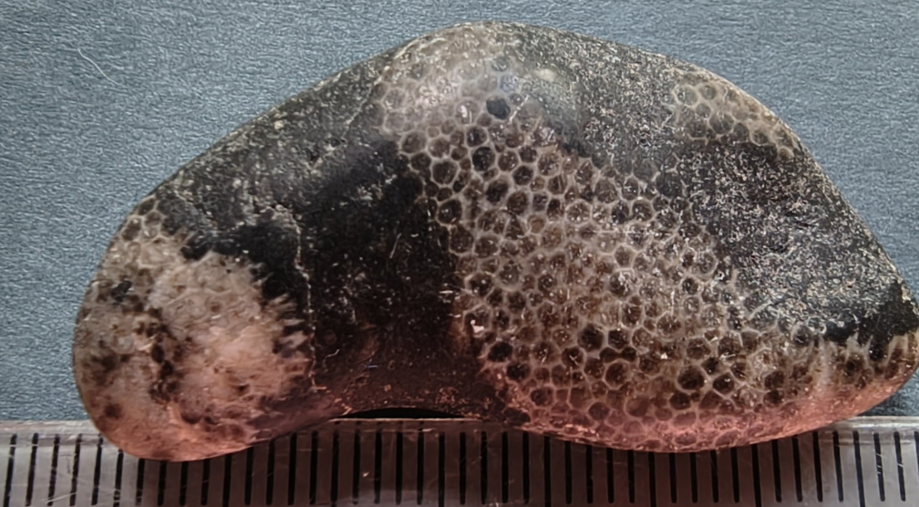 G2 Thamnopora sp. Colonial Tabulate Coral 
