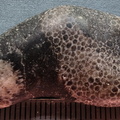 G2 Thamnopora sp. Colonial Tabulate Coral 