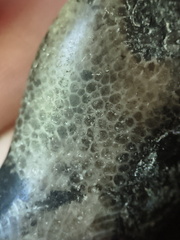 G2 Thamnopora sp. Colonial Tabulate Coral 