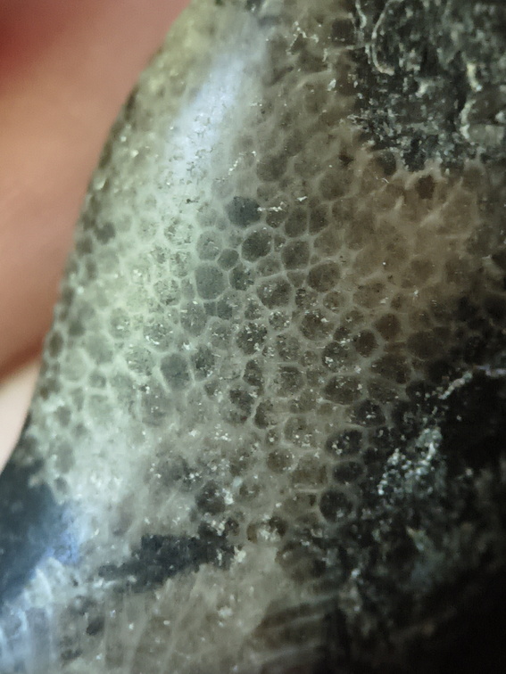 G2 Thamnopora sp. Colonial Tabulate Coral 