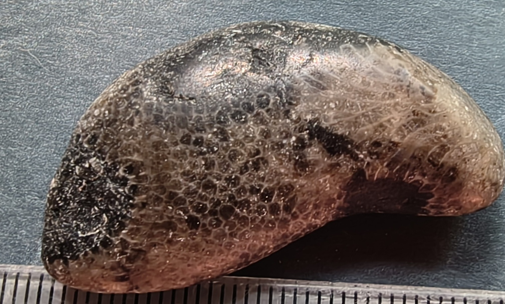 G2 Thamnopora sp. Colonial Tabulate Coral 