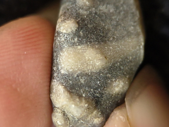 Indeterminate Fossil Fragments (likely crinoids)