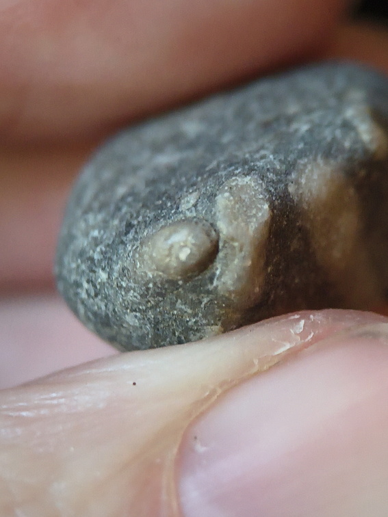 Indeterminate Fossil Fragments (likely crinoids)