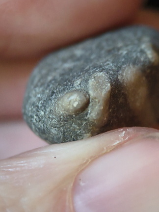 Indeterminate Fossil Fragments (likely crinoids)