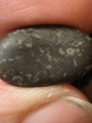 LE36 Crinoid Packstone