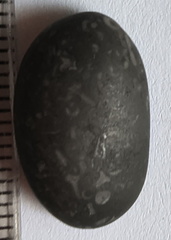 LE36 Crinoid Packstone