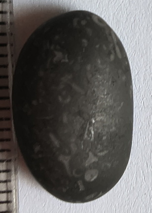 LE36 Crinoid Packstone