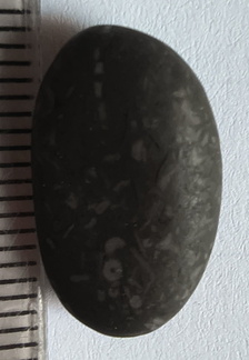 LE36 Crinoid Packstone