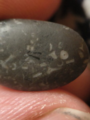 LE36 Crinoid Packstone