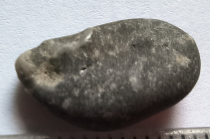 LE37 Indeterminate Fossil Fragments (likely crinoids)