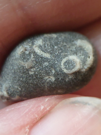 LE37 Indeterminate Fossil Fragments (likely crinoids)