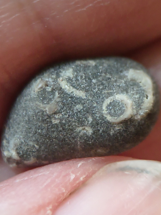 LE37 Indeterminate Fossil Fragments (likely crinoids)