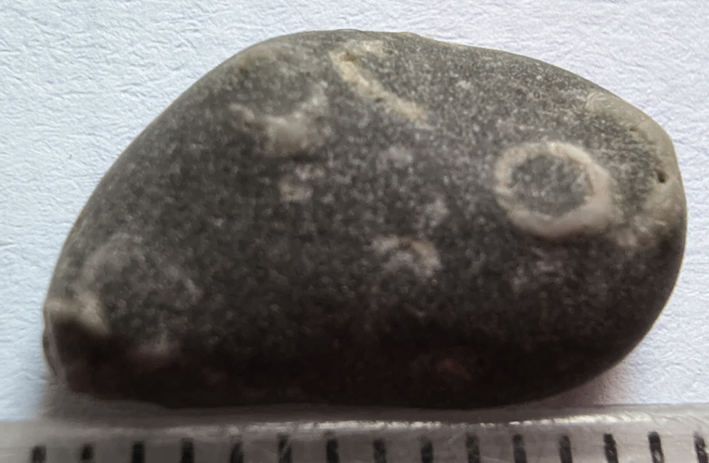 LE37 Indeterminate Fossil Fragments (likely crinoids)