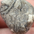 LE40 Crinoid Columnal with Brachiopod Shell Fragments