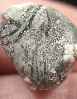 LE40 Crinoid Columnal with Brachiopod Shell Fragments