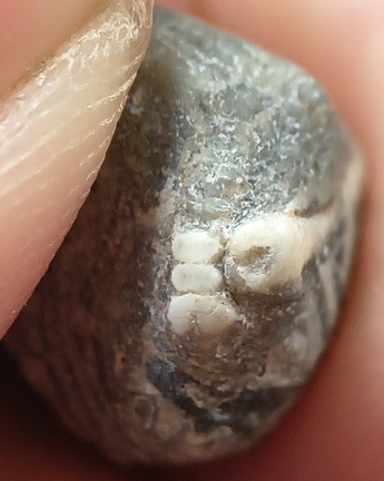 LE40 Crinoid Columnal with Brachiopod Shell Fragments