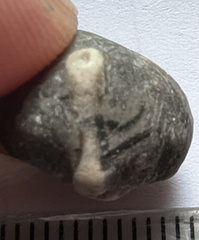 LE40 Crinoid Columnal with Brachiopod Shell Fragments
