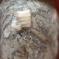 LE40 Crinoid Columnal with Brachiopod Shell Fragments