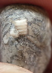 LE40 Crinoid Columnal with Brachiopod Shell Fragments