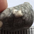 LE40 Crinoid Columnal with Brachiopod Shell Fragments