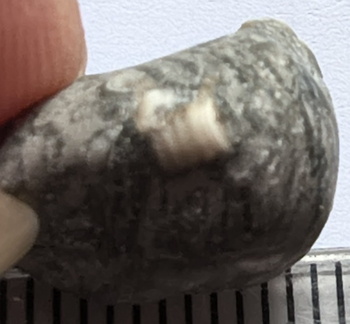 LE40 Crinoid Columnal with Brachiopod Shell Fragments