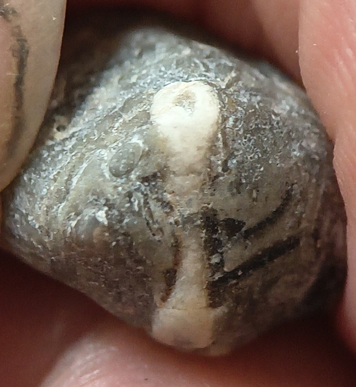 LE40 Crinoid Columnal with Brachiopod Shell Fragments