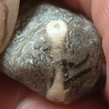 LE40 Crinoid Columnal with Brachiopod Shell Fragments